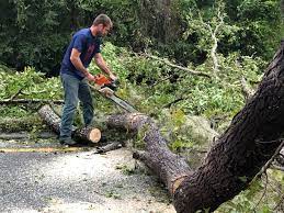 Best Tree Preservation Services  in Parlier, CA