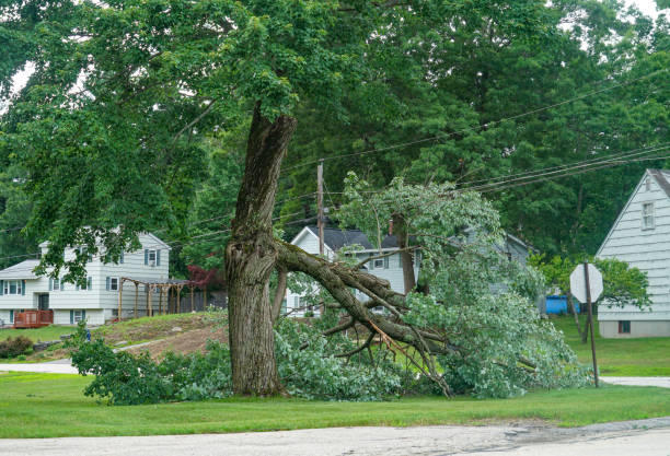 Parlier, CA Tree Removal Company