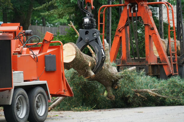 Best Tree Disease Treatment  in Parlier, CA